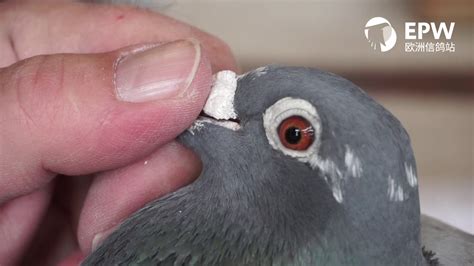 raymund hermes pigeons|European Pigeon Website präsentiert: Raymund Hermes, Hamm .